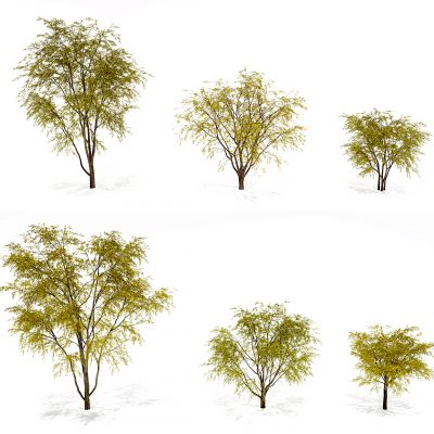 现代秋季柳树景观树