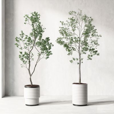 现代盆栽植物,绿植