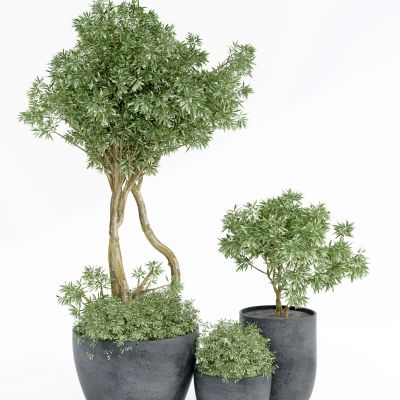 现代绿植盆栽，花盆