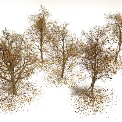 现代景观树枯树