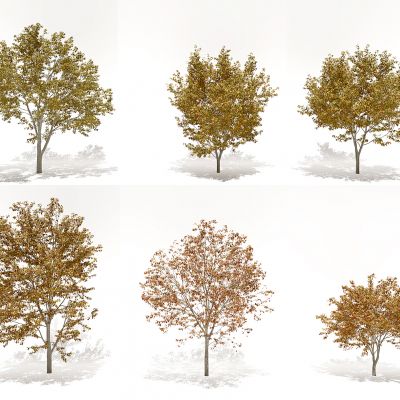 现代秋季树景观树