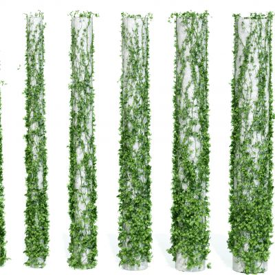 现代爬山虎藤蔓