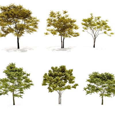 现代秋季景观树