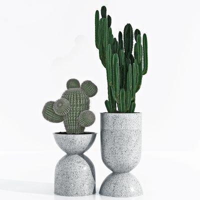 现代仙人掌盆栽