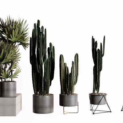 现代仙人掌 盆栽