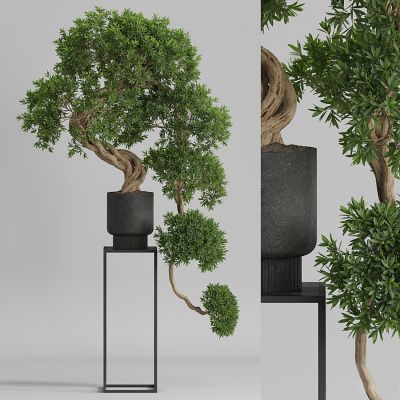 新中式迎客松盆栽