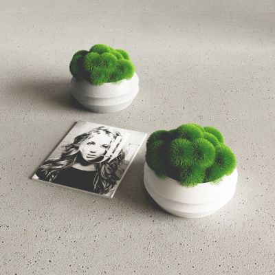 盆栽摆件_植物_苔藓_饰品摆件