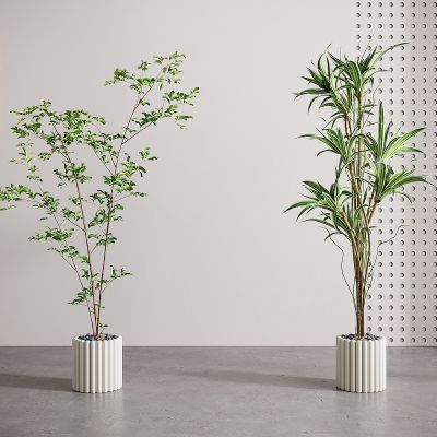 现代铁线蕨绿植盆栽