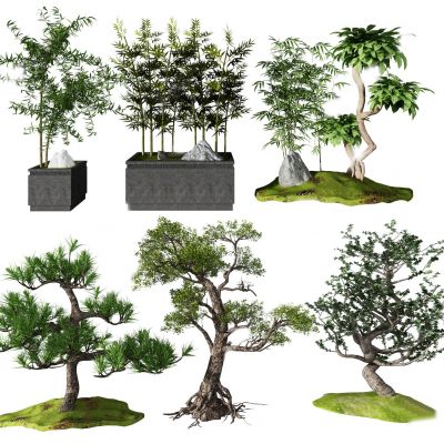 新中式景观树 盆栽 竹子