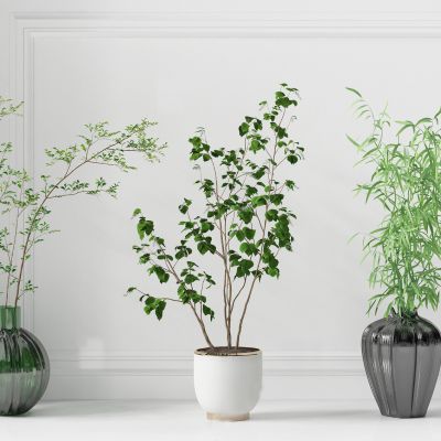 现代盆栽 植物 绿植