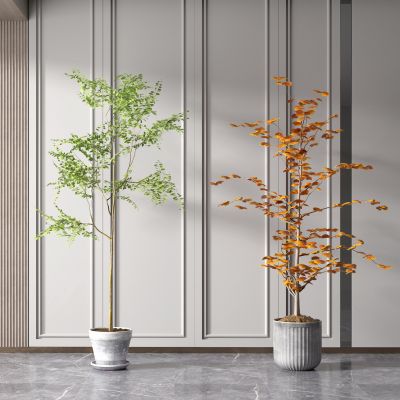 现代盆栽 植物 绿植