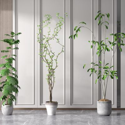 现代盆栽 植物 绿植