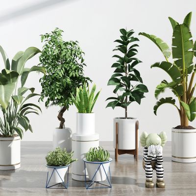 现代盆栽 植物 绿植