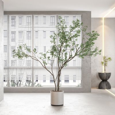 现代盆栽 植物 绿植