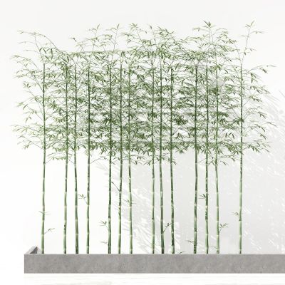 现代植物 竹子 盆景