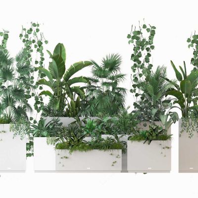 现代植物盆栽 观赏花卉