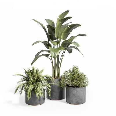 现代盆栽 植物 绿植