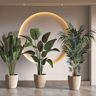 现代盆栽植物组合