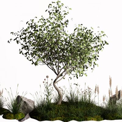 现代景观树 草 石头