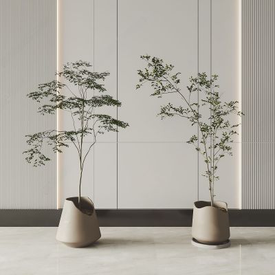 现代绿植盆栽 盆景