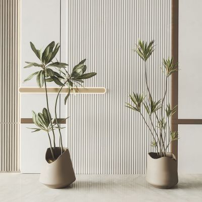 现代绿植盆栽 盆景