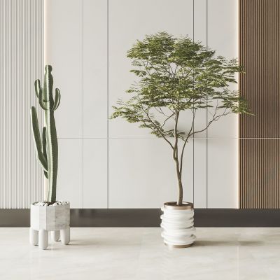 现代绿植盆栽 盆景