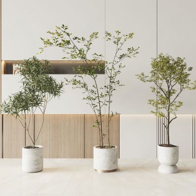 现代绿植盆栽 盆景