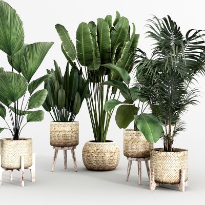 现代绿植盆栽组合