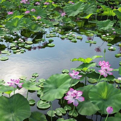 现代荷塘荷花水景