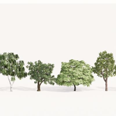 现代植物组合 园林植物