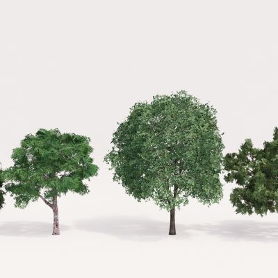 现代植物组合 园林植物