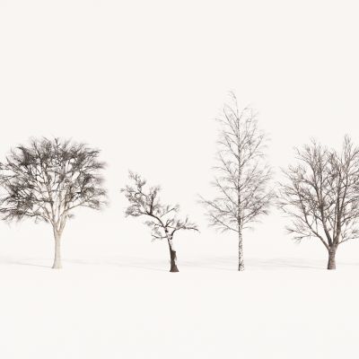 现代植物组合 园林植物