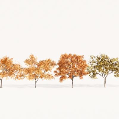 现代植物组合 园林植物