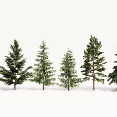 现代植物组合 园林植物