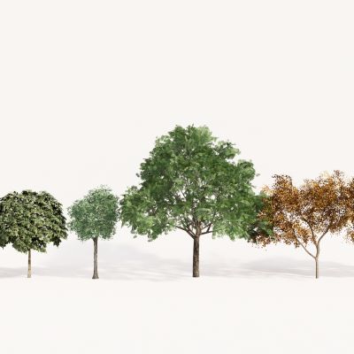 现代植物组合 园林植物