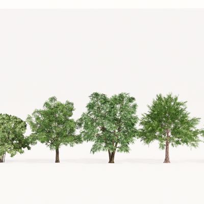 现代植物组合 园林植物