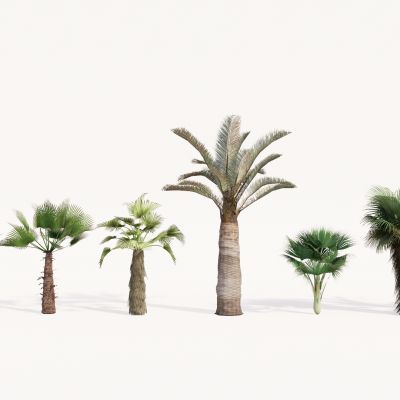 现代植物组合 园林植物