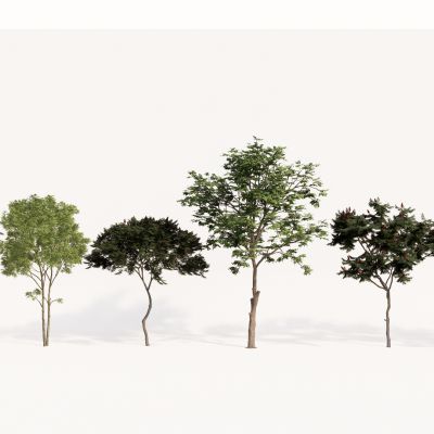 现代植物组合 园林植物