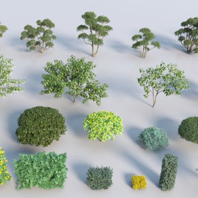 现代灌木 灌木球