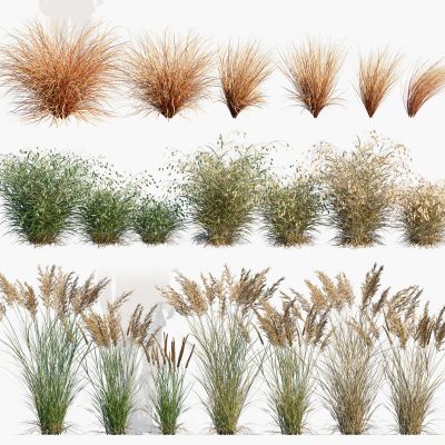 现代植物花草小盼草茅草