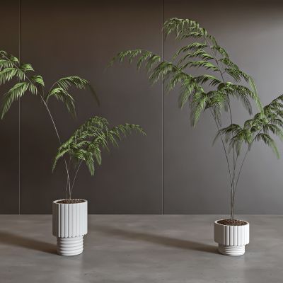 现代植物盆栽 盆景