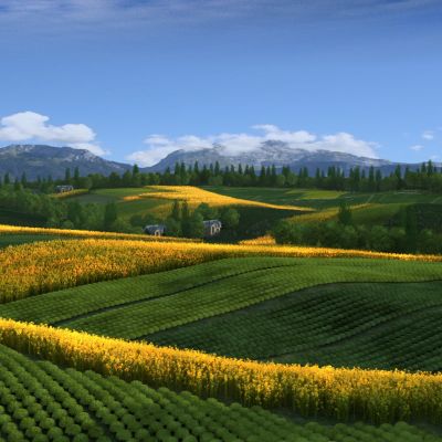 现代山地茶园农田景观