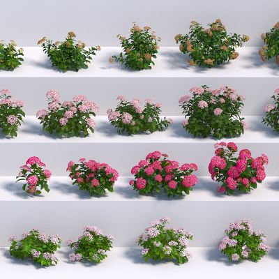 现代花卉 绣球花