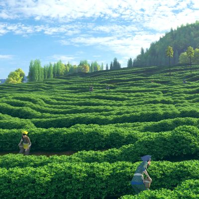 现代山地茶园景观3d模型
