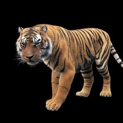 百兽之王猛兽大老虎