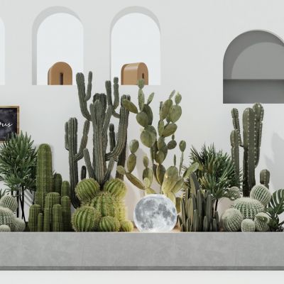 仙人掌 植物堆