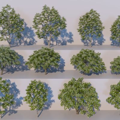 现代开花树木3D模型