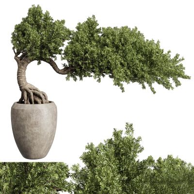 盆景树3D模型