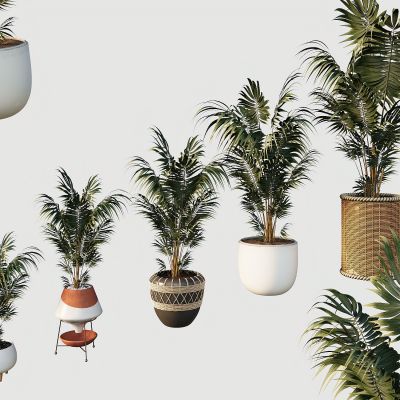 绿植，盆栽，散尾葵