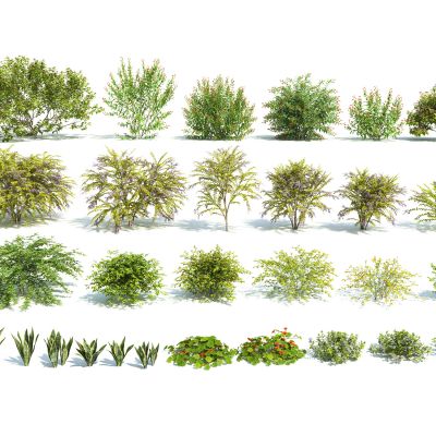 现代灌木乔木组合